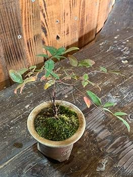 Amazon.co.jp: 蘭鉢 備前焼 植木鉢 果肉植物① : DIY・工具